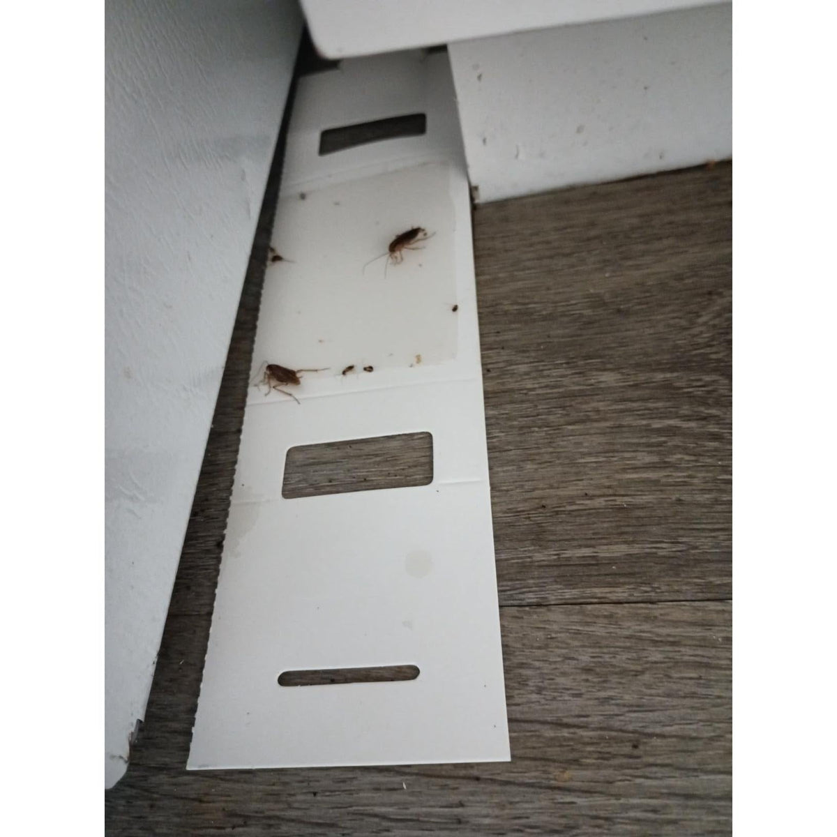 targets multiple pests: mice, bed bugs, cockroaches, spiders, and crawling insects