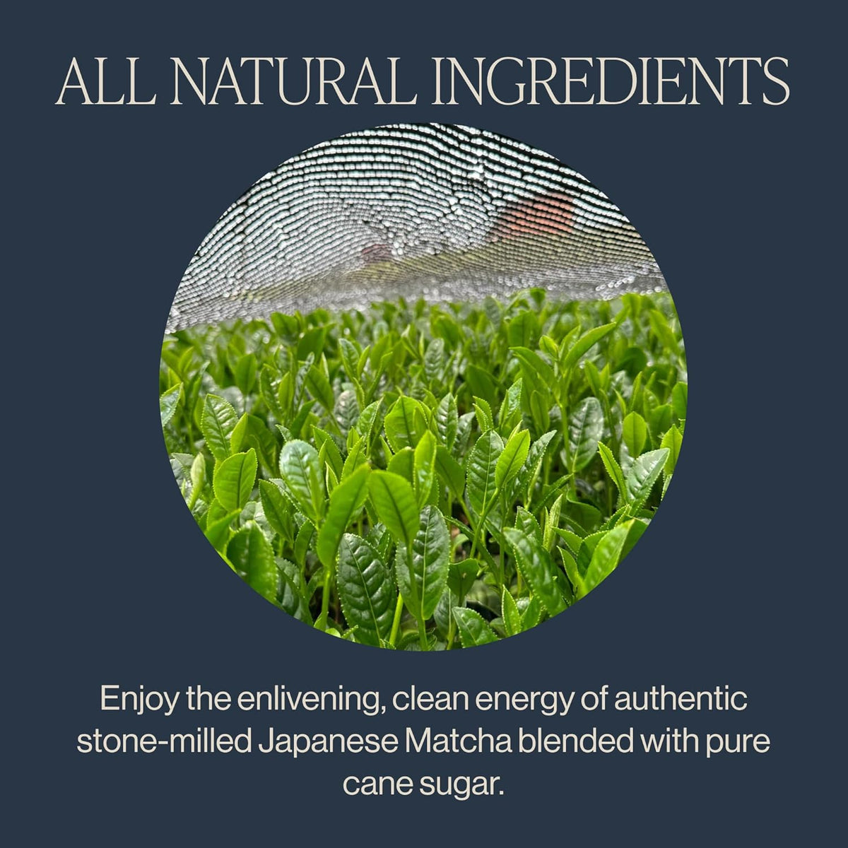 organic certified green tea