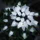 White - 100