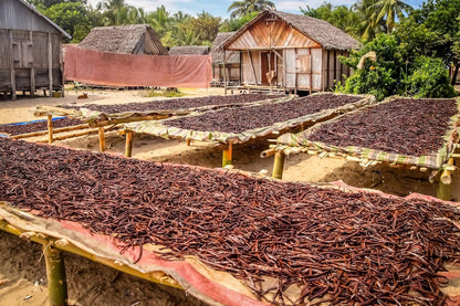 Vanilla Bean Kings 10 Grade A Madagascar Bourbon Vanilla Pods - Premium Extract Ingredient for the Refined Home Kitchen